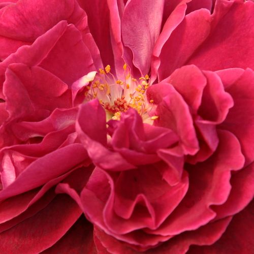 Rosa Bellevue ® - rosa de fragancia discreta - Árbol de Rosas Híbrido de Té - rosal de pie alto - rojo - W. Kordes & Sons- forma de corona de tallo recto - Rosal de árbol con forma de flor típico de las rosas de corte clásico.